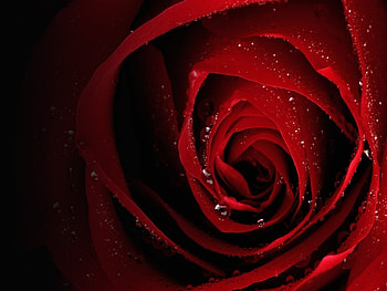 Plants, Flowers, Roses HD wallpaper