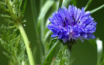 Cornflower, blue, nature, macro HD wallpaper