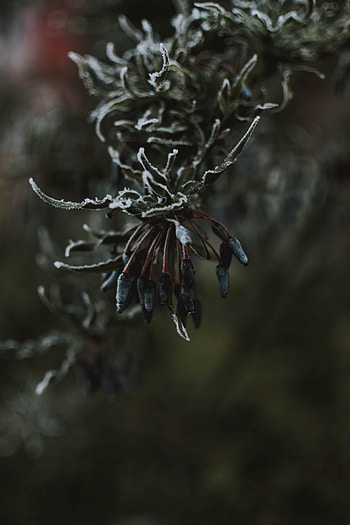 Leaves, Ice, Macro, Branch, Frost HD phone wallpaper