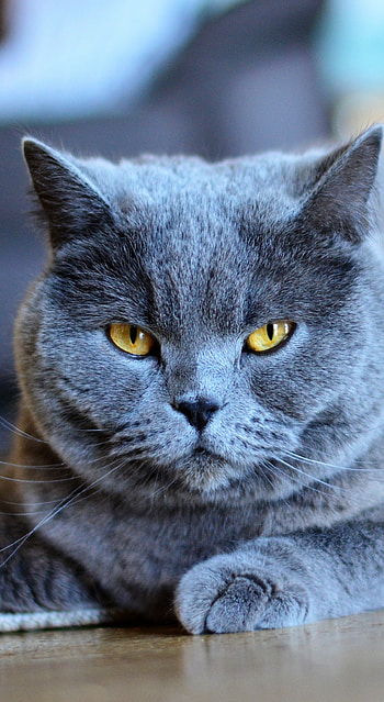 British Cat, Grey cat, Subtle elegance, Striking background HD phone wallpaper