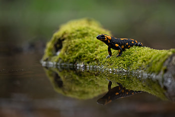 Salamander , Artistic background, Samantha Sellers , Stunning detail HD wallpaper