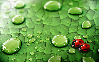 Grass, Ladybugs, Drops, Macro, Couple, Pair, Surface HD wallpaper