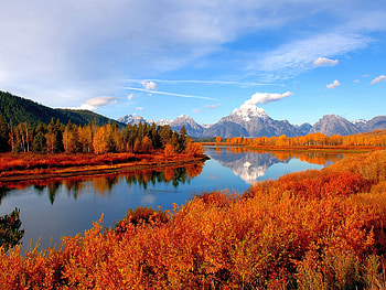Red Trees, trees, beautiful, , red HD wallpaper