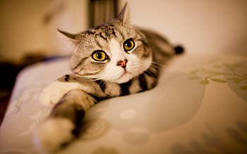 Animals, Lies, White Paws, Scottish Straight, Scottish Strait, Yellow Eyes, Pink Nose HD wallpaper