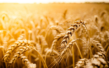 ripened wheat, golden spikelets, summer, macro, blurred background, spikelets of wheat, bread, agriculture concepts, wheat, spikelets HD wallpaper