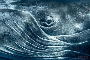 Whale, animal, big, ocean HD wallpaper