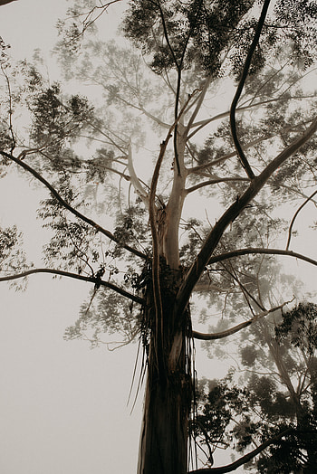 Nature, Wood, Tree, Fog, Crown, Krone, Branches, Trunk HD phone wallpaper