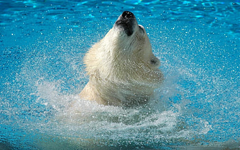 Animals, Bears HD wallpaper