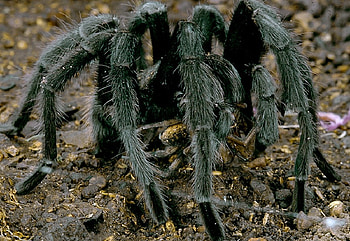 Intzy Wintzy, spider, phobia, arachnid, legs HD wallpaper