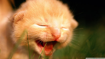 newborn crying kitten, newborn, kitten, cat, feline HD wallpaper