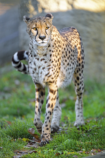 Animals, Cheetah, Predator, Big Cat, Wildlife, Animal HD phone wallpaper