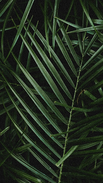 Palm leaves close-up, Tropical vibes HD phone wallpaper
