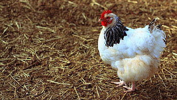 The Sussex, Hen HD wallpaper