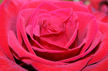 Flowers, Petals, Bud, Close-Up, Red Rose HD wallpaper