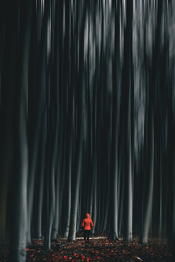 Trees, Miscellanea, Miscellaneous, Forest, Blur, Smooth, Human, Person, Illusion HD phone wallpaper