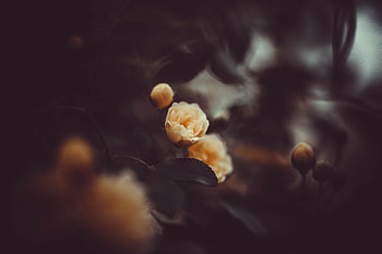 Flowers, Flower, Plant, Rose Flower, Rose, Bloom, Flowering HD wallpaper