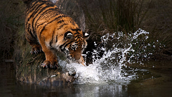 Tiger Water , tiger, animals HD wallpaper