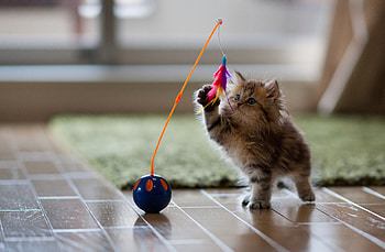 Cute Kitty Playing, kitten, sweet, kitty, cats, cute, beautiful, playing, animals, adorable HD wallpaper