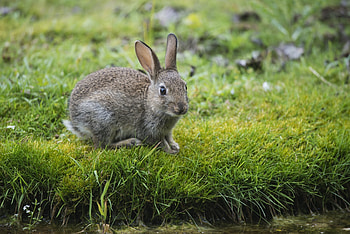 Animals, Rivers, Grass, Sight, Opinion, Rabbit, Hare HD wallpaper