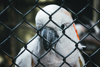 Animals, Parrots, Bird, Beak, Grid HD wallpaper