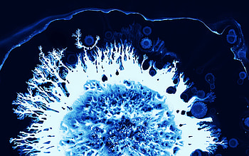 Coral, blue ink, art, macro HD wallpaper