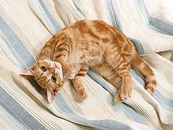 Animals, Kitty, Kitten, Striped, Redhead HD wallpaper