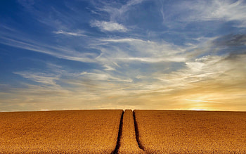 wheat field, evening, sunset, field road, wheat, wheat harvest, beautiful sunset HD wallpaper