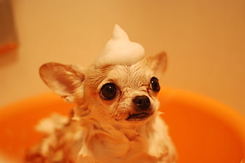 Cute chihuahua dog enjoys bath with playful foam hat in orange tub. HD wallpaper
