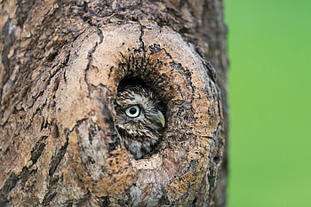 Owl, brown, bird, bufnita, nature, eye, pasari, tree HD wallpaper