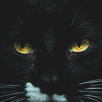 A captivating close-up of a black cat with intense yellow eyes, perfect for feline enthusiasts. HD phone wallpaper