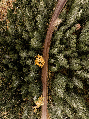 Nature, Trees, View From Above, Road, Turn, Forest HD phone wallpaper