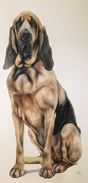 Bloodhound, Dog breed ideas, Hound dogs, Canine companions HD phone wallpaper