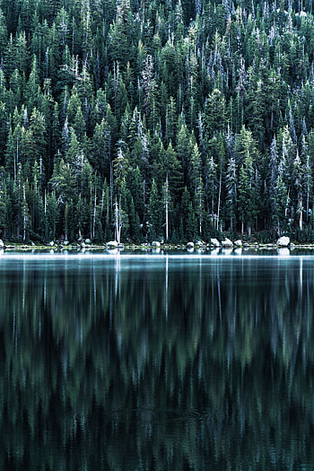 Nature, Trees, Lake, Reflection, Shore, Bank, Forest HD phone wallpaper