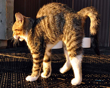 I'm not scared!!!!, cat, kitty, ginger, scared HD wallpaper