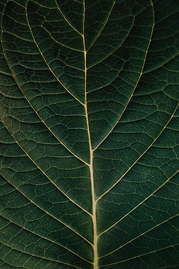 Plant, Macro, Sheet, Leaf, Veins HD phone wallpaper