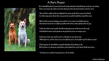 A prayer, pets, dogs, verse, loss, death HD wallpaper