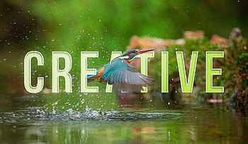 Creative Bird, creative, bird, artistic HD wallpaper