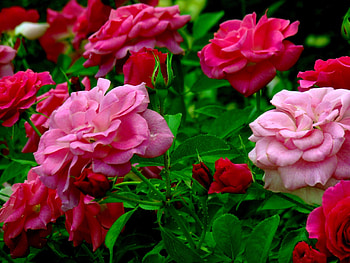 ROSES, PETALS, LEAVES, NATURE, COLORS HD wallpaper