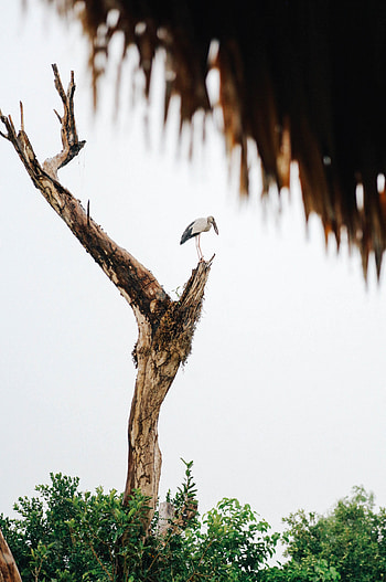 Animals, Bush, Bird, Wood, Tree, Stork HD phone wallpaper