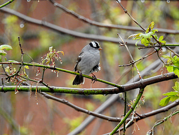White Crowned Sparrow, Bird, graphy, Tree, Spring, Animal HD wallpaper