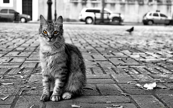 Animals, City, Road, Cat, Fluffy, Bw, Chb, Homeless HD wallpaper
