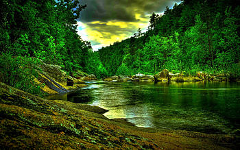Vivid rainforest, Nature's wonders, Room's oasis, Hoh rainforest charm HD wallpaper