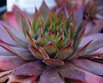 House plant, leaves, close up HD wallpaper