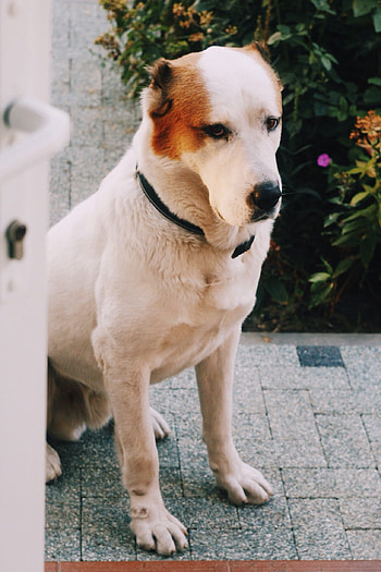 Alabai, Tyson, Boooy dog, Alabai puppy HD phone wallpaper