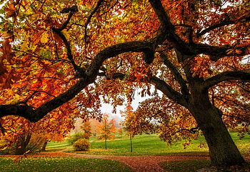 Autumn, colorful, path, fall, colors, walk, park, leaves, autumn splendor, trees, road, nature, forest HD wallpaper