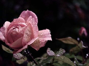 a rainy day, rose, nature, rain, flower HD wallpaper