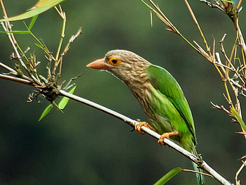 Green Bird, beautiful, bird, , green HD wallpaper