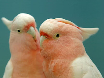 Pretty Parrots, birds, peach, color, parrot HD wallpaper