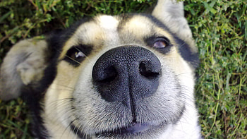 Dog Nose, dog, nose, funny HD wallpaper