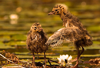 I believe i can fly, cute, fly, birds, animals HD wallpaper